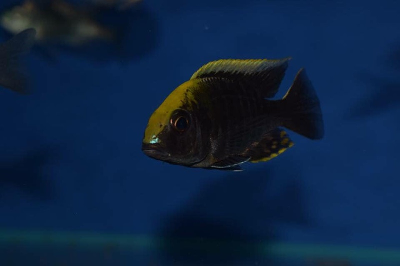 Aulonocara maylandi 'Liwewe Reef'